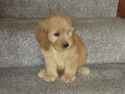 Cockapoo pups in Carlow